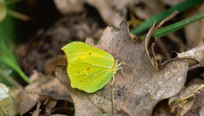 Gelber Falter auf einem braunen Blatt