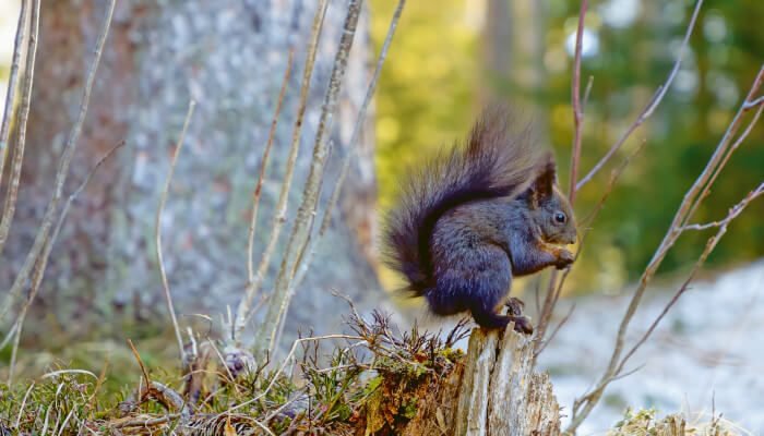 braunes Eichhörnchen hockt auf Holzstrumpf und isst.