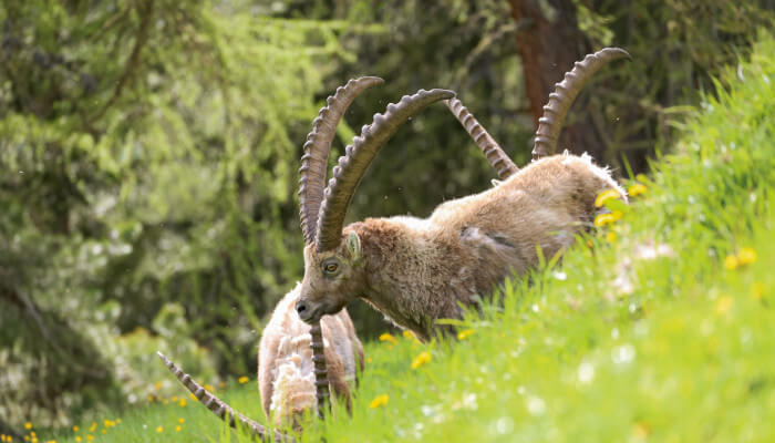 Steinböcke in Frühlingswiese am Essen im Frühling