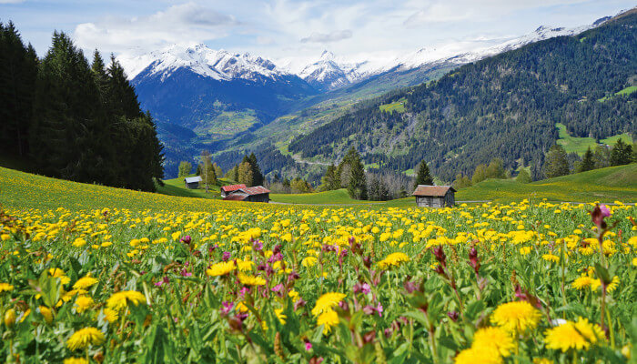 Gelbes Blütenmeer in der Sonne in den Bergen