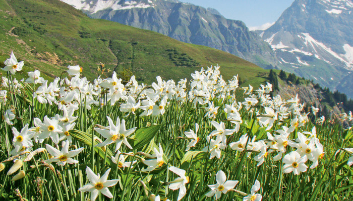 weisse Blüten an grünen Pflanzen in herrlicher Bergwelt