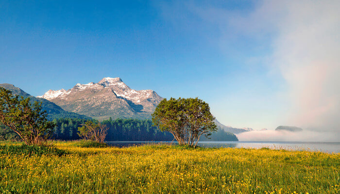 Frühlingswiese mit gelben Blüten vor See und Berg