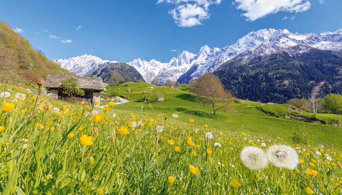 Schneebedecke Berge vor saftiger Frühlingswiese an der Sonne