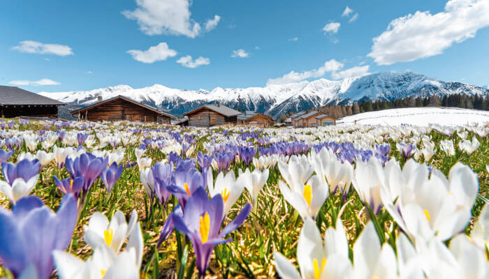 rosa und weisse Blüten in den Bergen