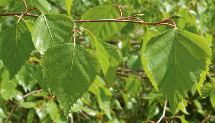 saftige grüne Blätter an einem Baum im Frühling