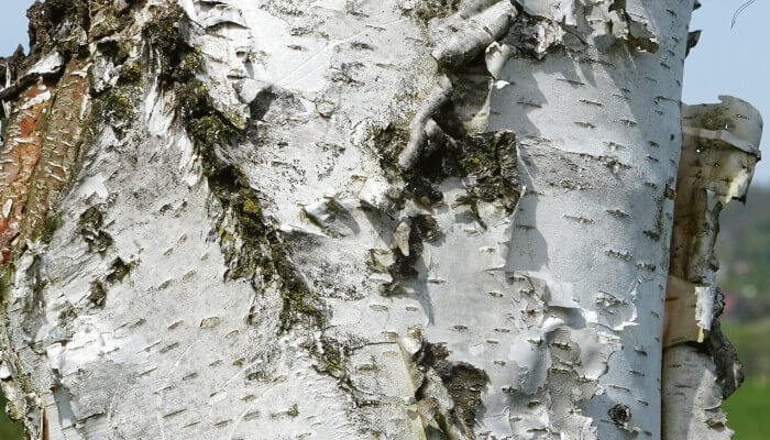 weiss, grau Rinde an einem Baum im Sommer
