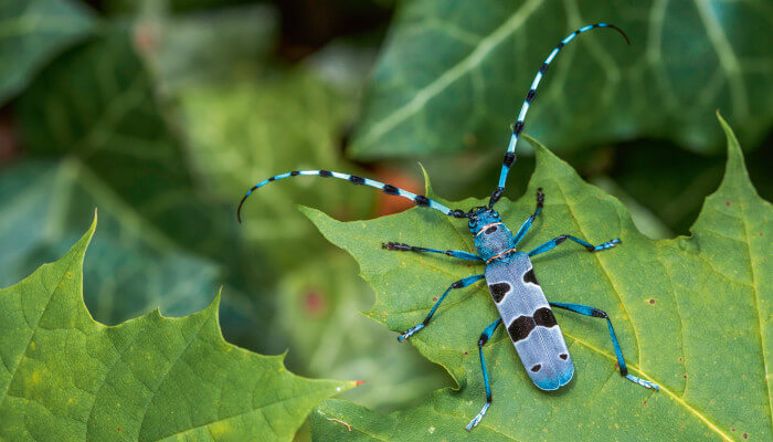blaugrauer Käfer mit ganz langen Fühlern auf grünem Blatt