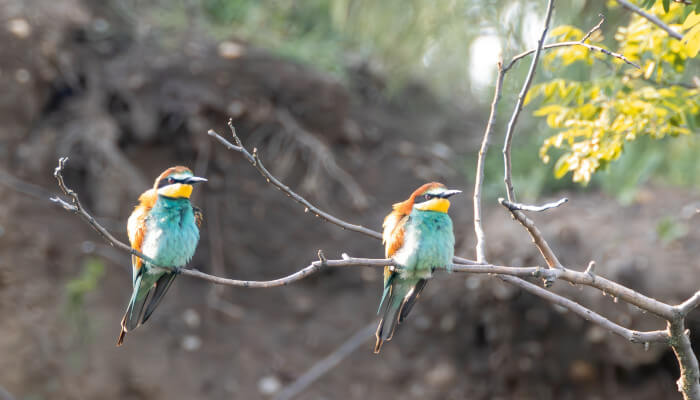 zwei blau-gelbe Vögel auf einem Zweig in der Sonne
