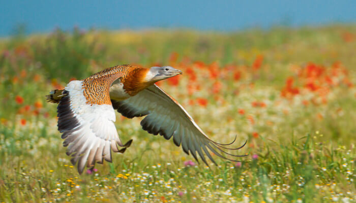 Fliegender rot, weiss, grauer grosser Vogel
