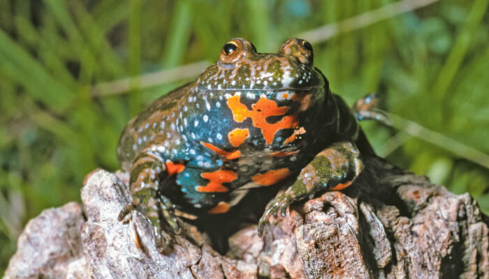 schwarz roter Frosch auf einem Holz in der Sonne