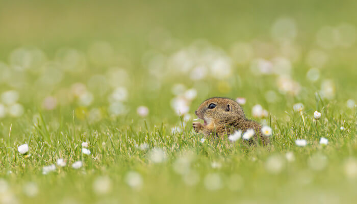 braunes Tier in einer blühenden Wiese