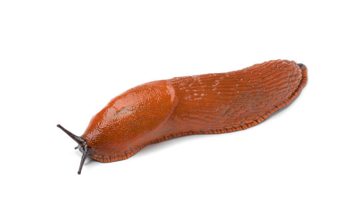 Braune Schnecke mit dunklen Füllern auf weissem Hintergrund