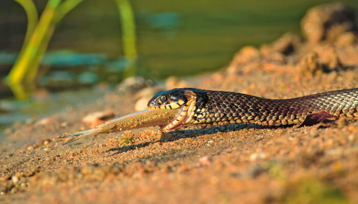 Schlange mit Fisch im Mund an der Sonne
