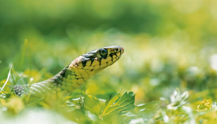 Schlagen hebt dem Kopf aus der Wiese