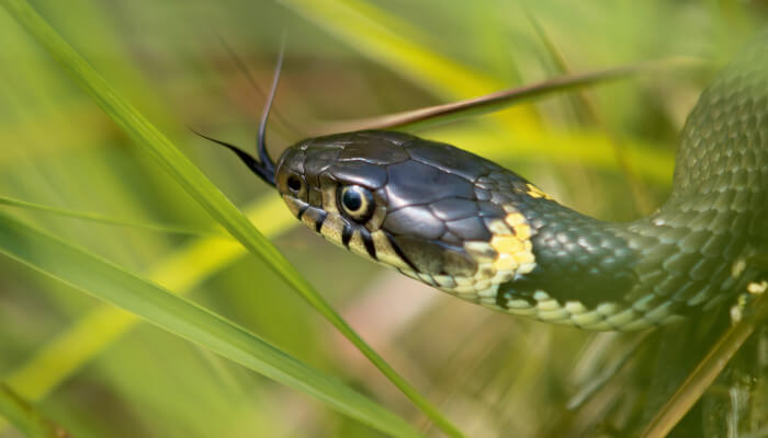 schlange von oben hinten fotografiert