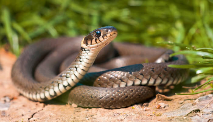 Grauweisse Schlange hebt den Kopf an der Sonne