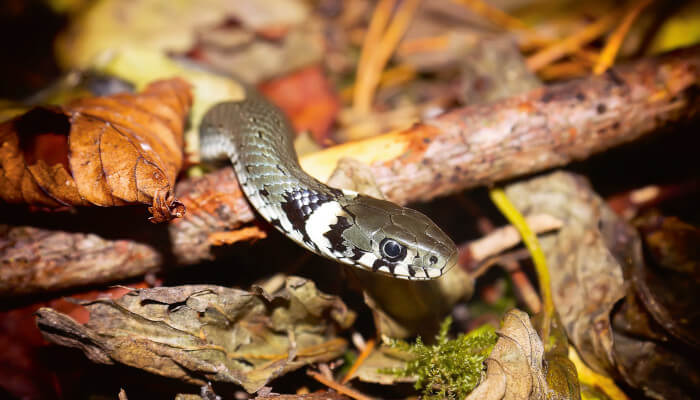 Grauweise Schlagen an der Sonne im Laub