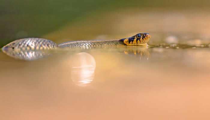 gelb-graue Schlagen schwimmt im Wasser