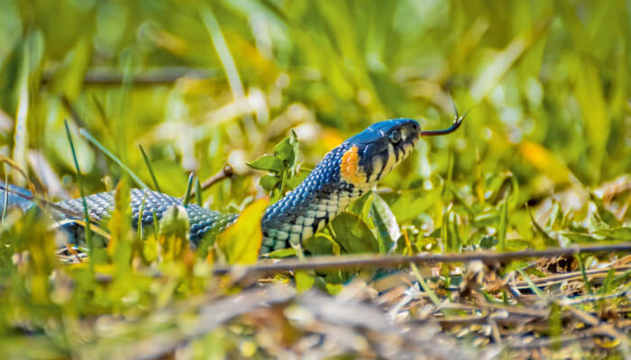 schwarze schlange mit oranger Zeichnung am Kopf