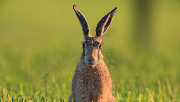 Brauner Hase mit gestellten Ohren auf einer grünen Wiese