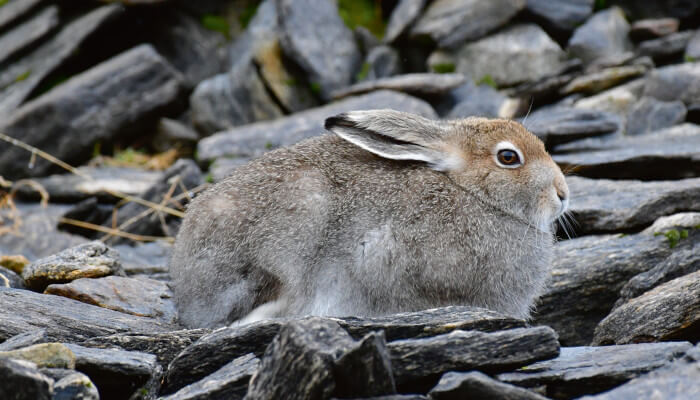 Brauner Hase sitzt in Steinen