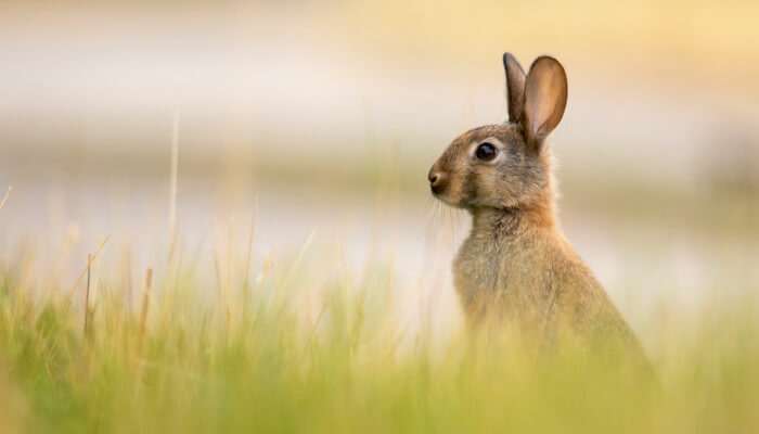 Hase hockt im Gras