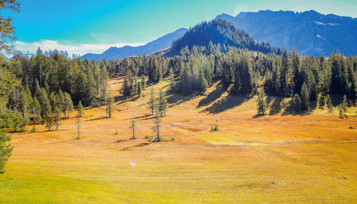Tannen im Herbst hinter Moorlandschaft
