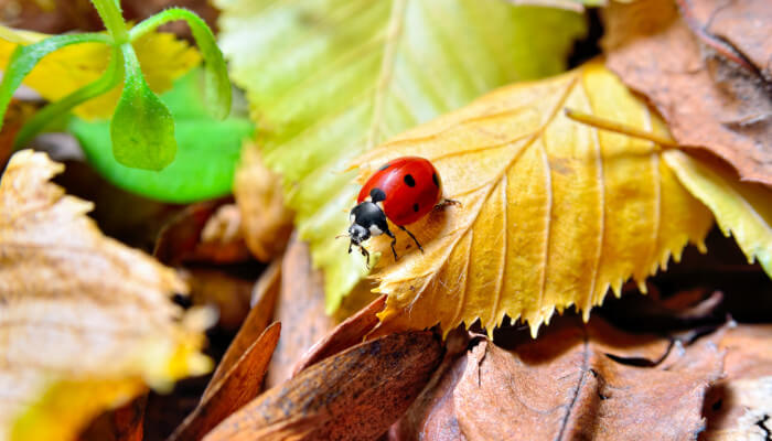 roter Käfer mit schwarzen Punkten auf Blättern