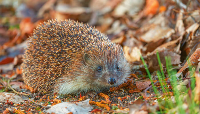 brauner Igel im Herbst