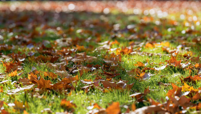 Blätter auf grüner Wiese im Herbst