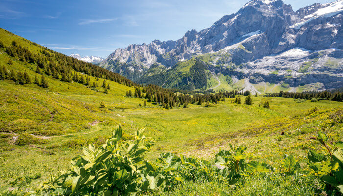 Alpwiese vor Gebirge im Herbst
