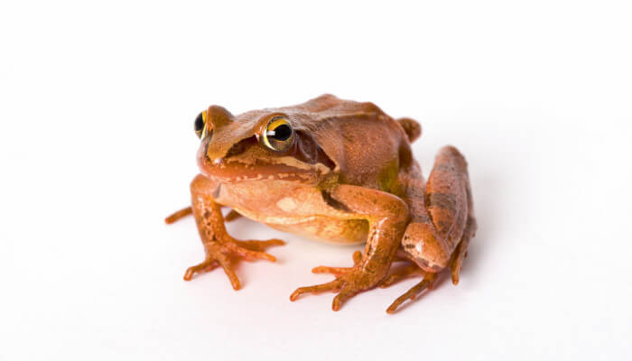 Brauner Frosch sitzt auf weissem Hintergrund