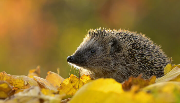 Igel auf gelben Blättern im Herbst