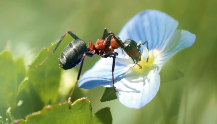 Insekt auf weisser Blüte im Sonnenlicht