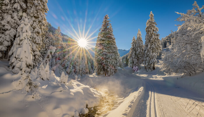 Schneebedeckte Tannen in sonniger Winterlandschaft
