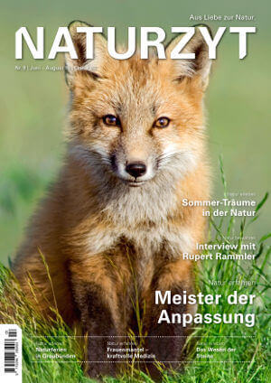 Cover Juni 2015 mit Fuchs auf Wiese des NATURZYT Magazin mit Verlinkung auf Yumpu