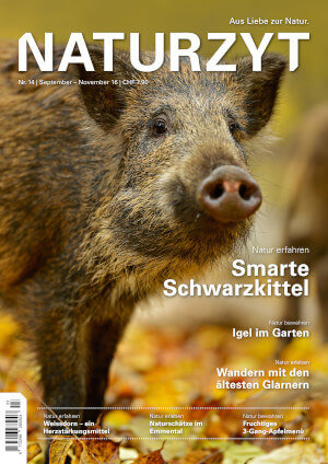 Cover September 2016 mit Wildschwein des NATURZYT Magazin mit Verlinkung auf Yumpu