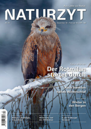 Cover Dezember 2018 mit Rotmilan des NATURZYT Magazin mit Verlinkung auf Yumpu