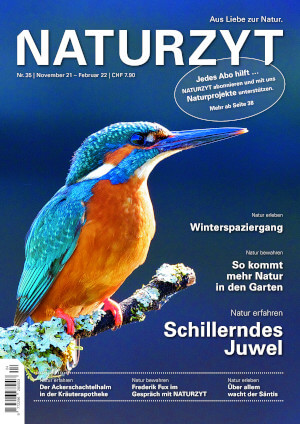 Cover Dezember 2021 Eisvogel des NATURZYT Magazin mit Verlinkung auf Yumpu
