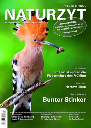 Cover September 2022 Wiedehopf des NATURZYT Magazin mit Verlinkung auf Yumpu